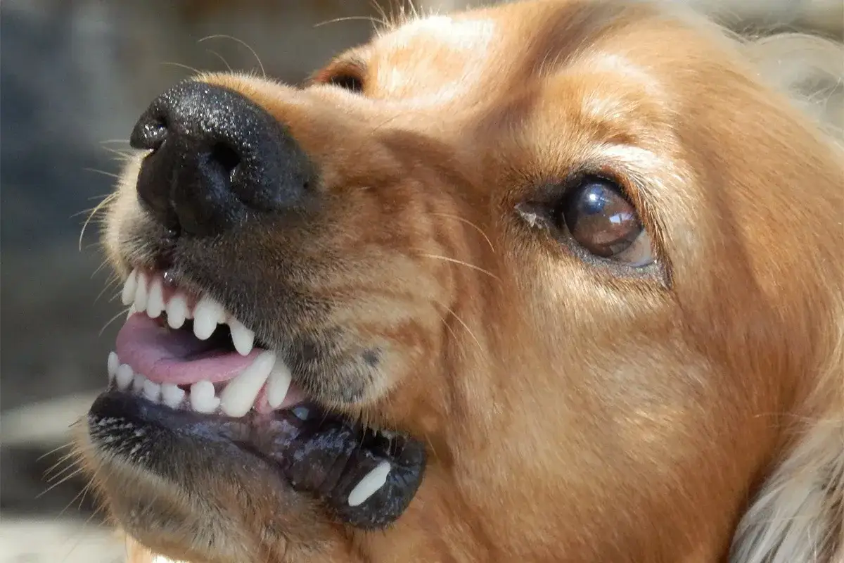 Zbliżenie na pysk psa, który pokazuje zęby. Czy golden retriever jest agresywny? Ten pies wygląda groźnie, ale to tylko jego mina.
