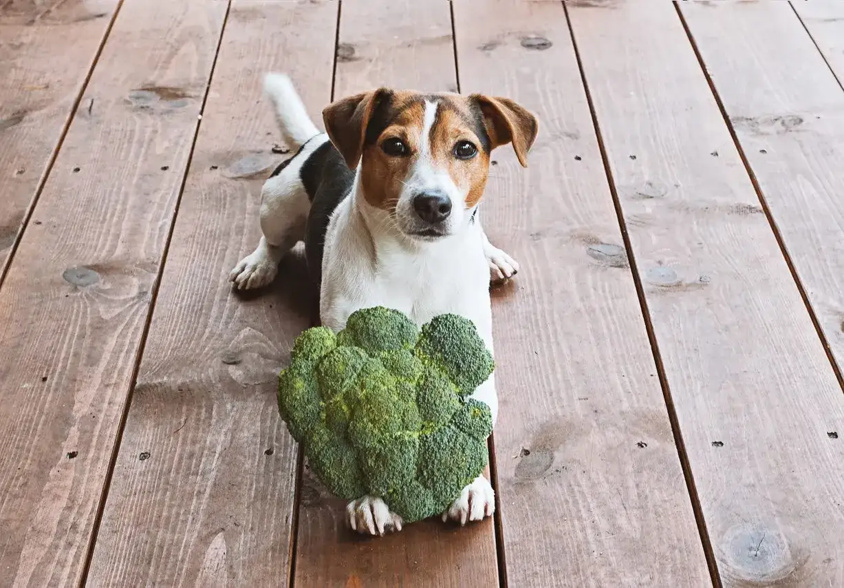 Jack Russell z brokułem na drewnianej podłodze. Czy pies może jeść brokuły? Ten słodki piesek wygląda, jakby zastanawiał się nad tym pytaniem.