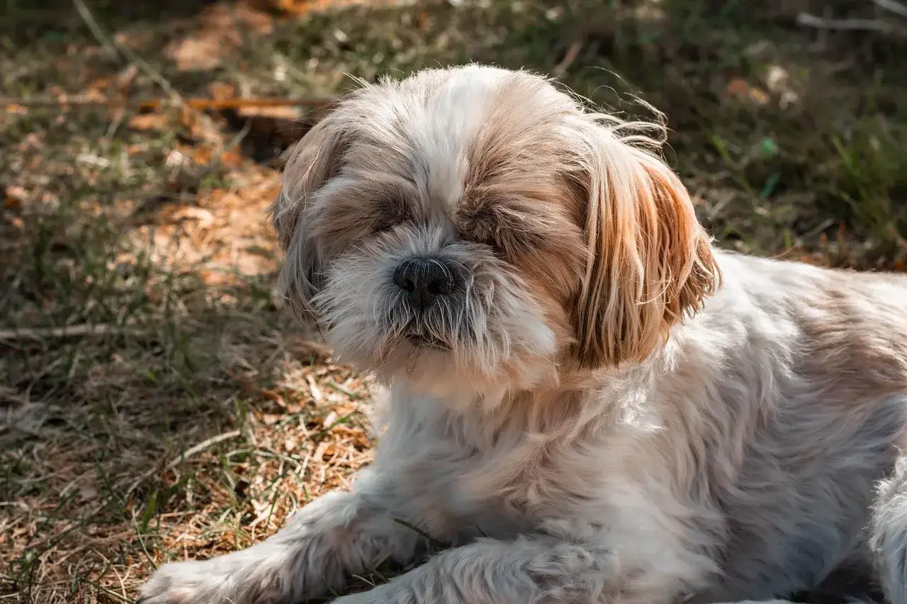 Słodki shih tzu odpoczywa na trawie. Jego waga jest idealna, bo jest zdrowy i szczęśliwy.