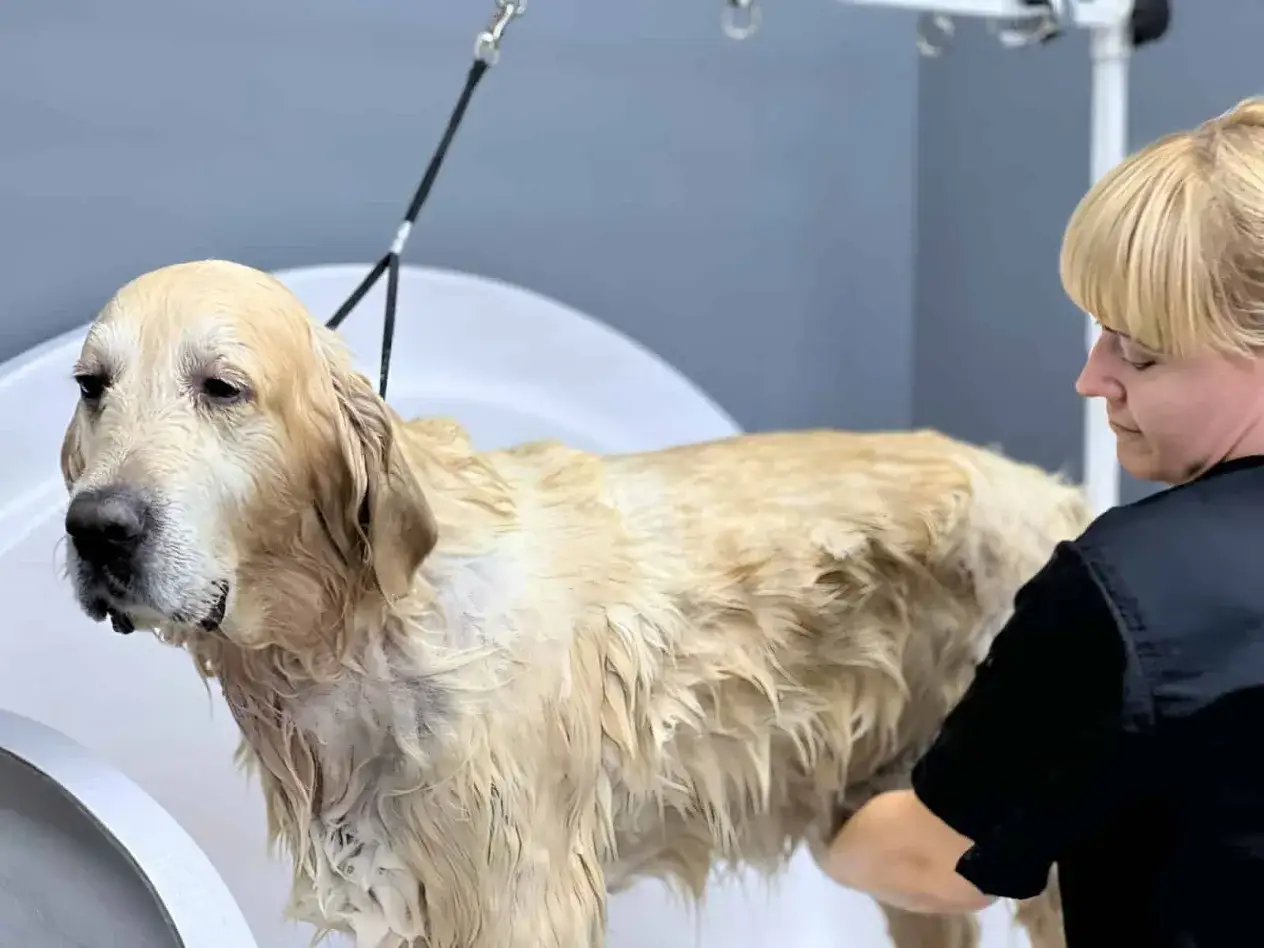 Złoty retriever w wannie, mokry, z gęstą sierścią. Czy szpic ma włosy czy sierść? Ten pies ma sierść.