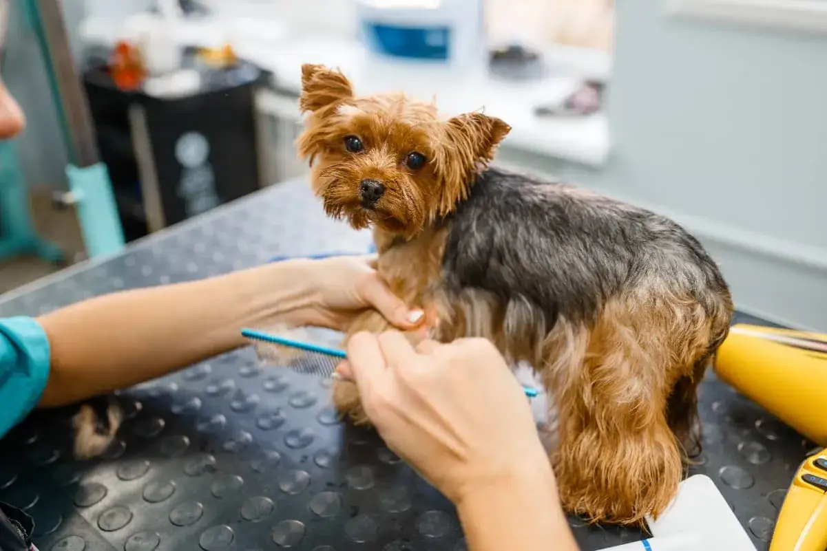 Yorkshire terrier na stole groomerskim, gdzie groomer delikatnie rozczesuje kołtuny u psa, używając niebieskiego grzebienia.