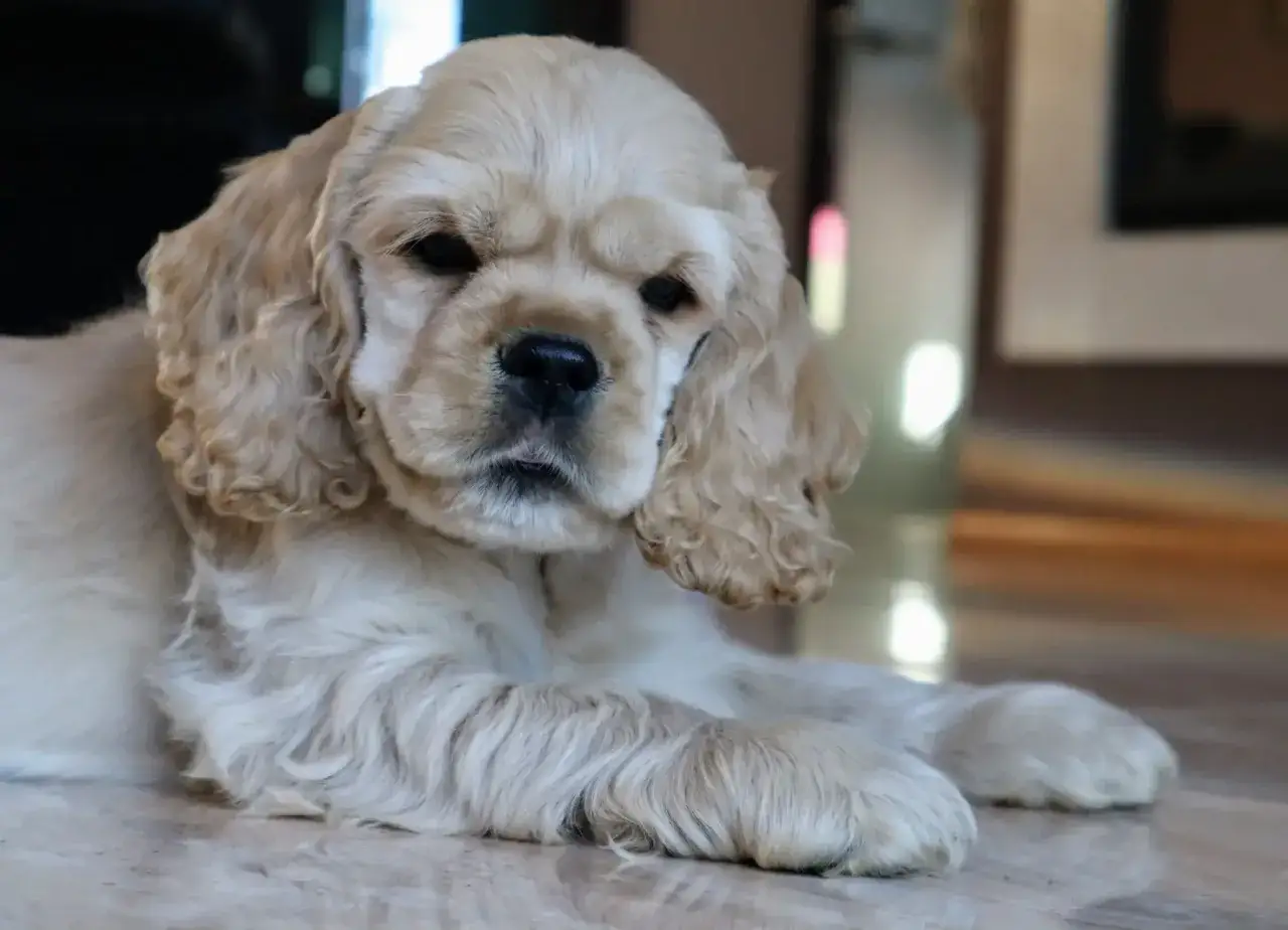 Uroczy szczeniak cocker spaniela leży na podłodze. Zastanawiasz się nad cocker spaniel cena?