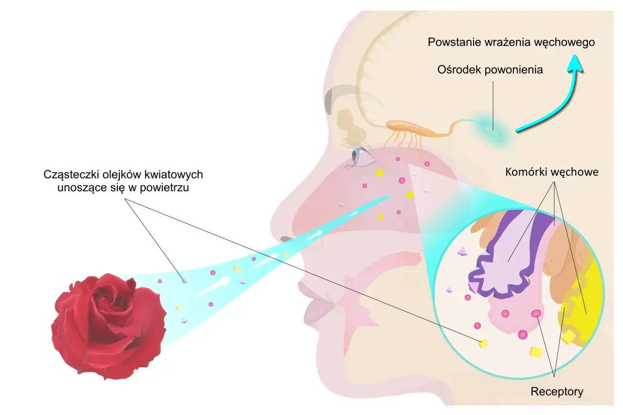 Ilustracja pokazuje, jak cząsteczki zapachowe z róży docierają do nosa, aktywując komórki węchowe i receptory, co prowadzi do powstania wrażenia węchowego w mózgu.