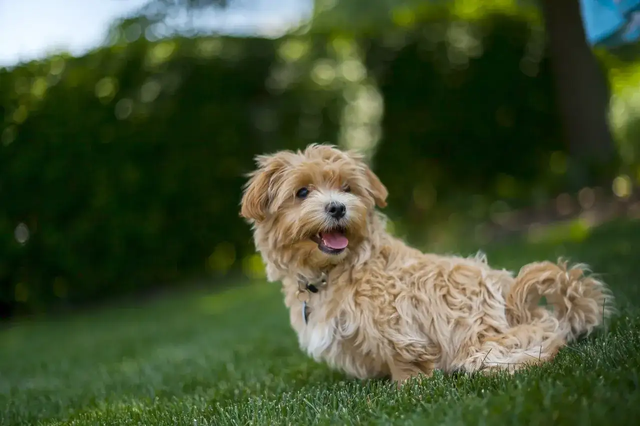 Uroczy, dorosły maltipoo z puszystą, beżową sierścią siedzi na trawie, merdając ogonkiem.