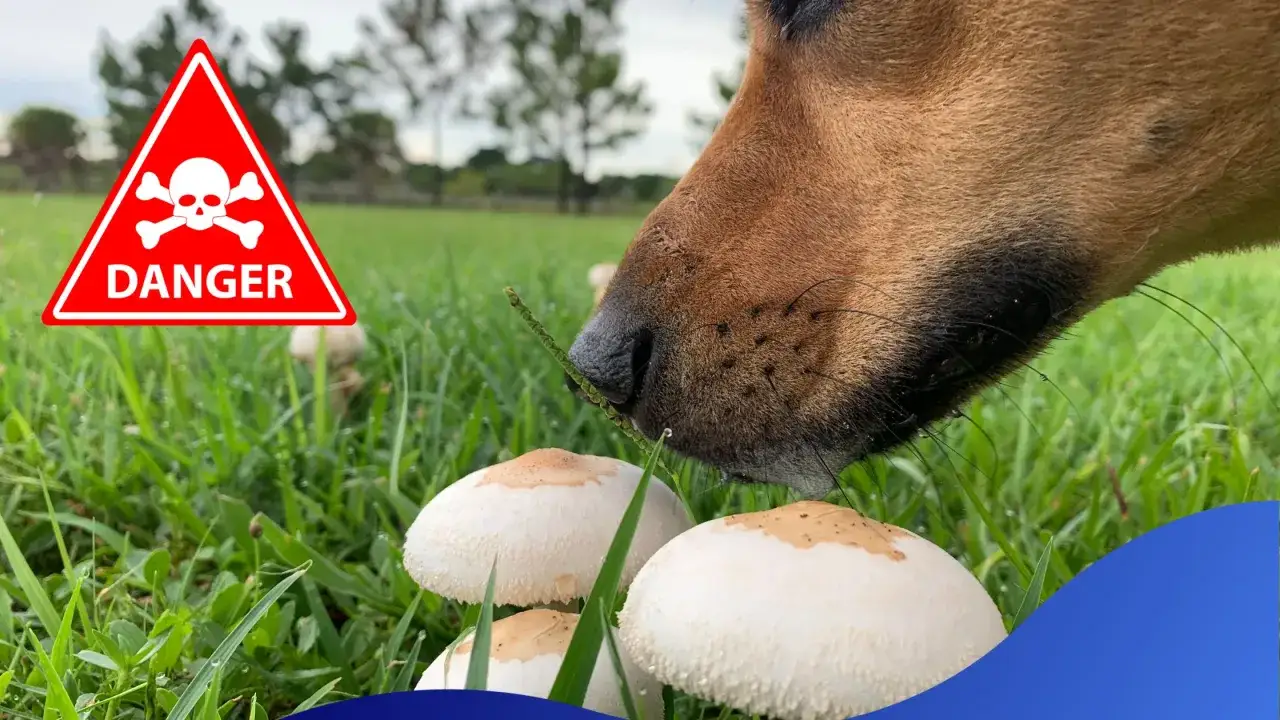 Ostrzeżenie o zagrożeniu obok psa wąchającego grzyby. Czy pies może jeść pieczarki? Nie, niektóre są trujące!