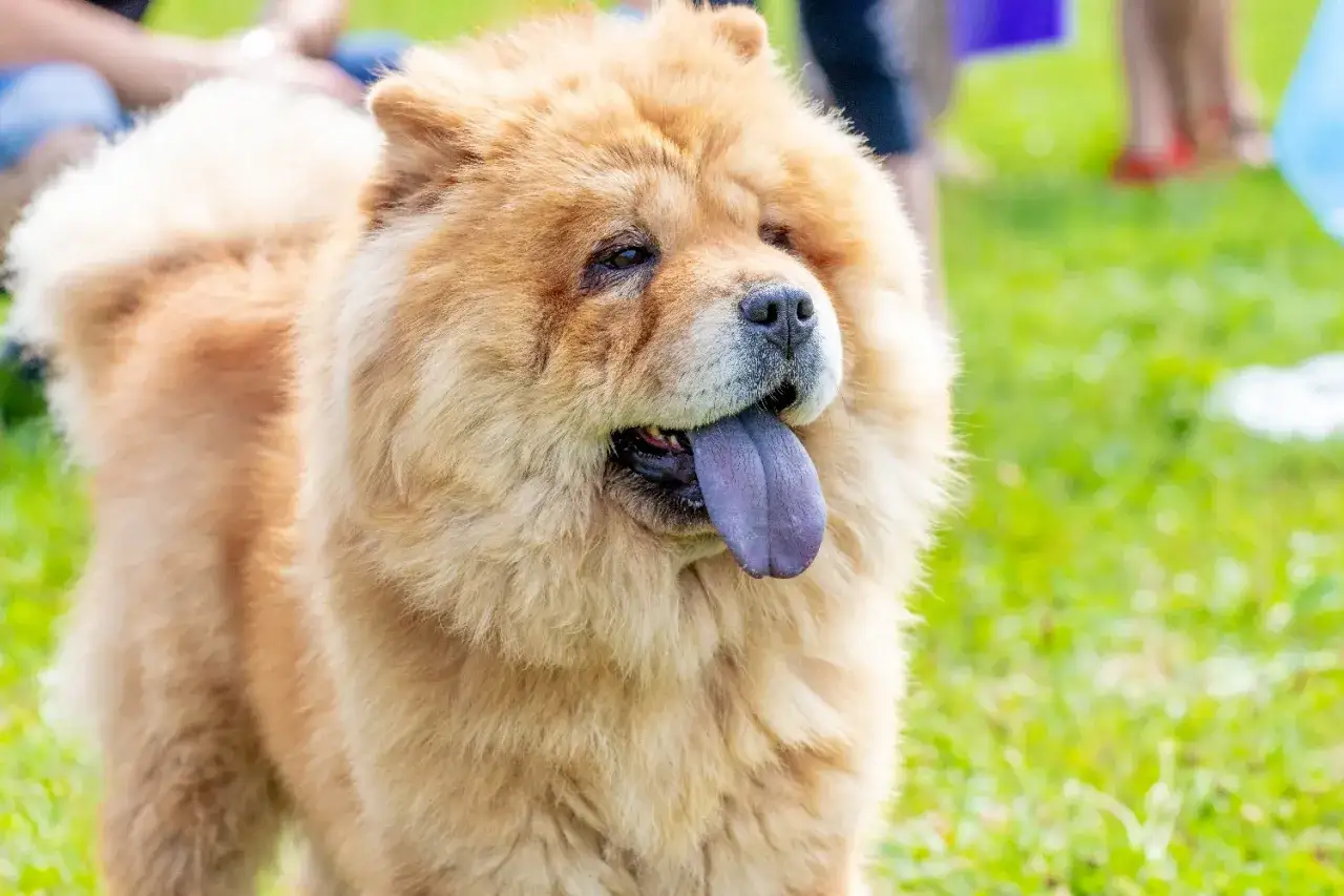 Uroczy chow chow miniaturka z fioletowym językiem wystawionym na zielonej trawie.