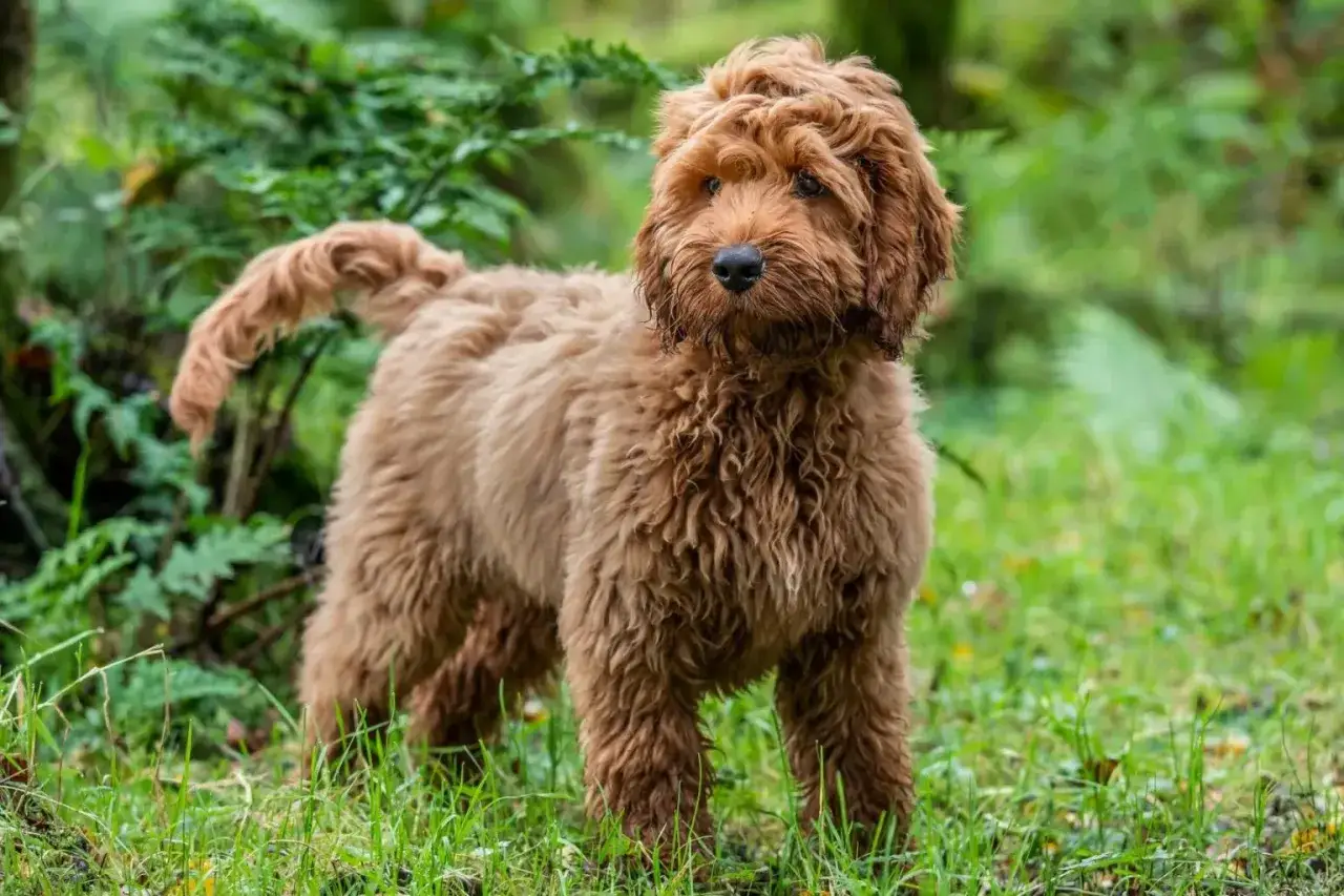Duży brązowy pies rasy labradoodle stoi w trawie, otoczony zielenią. Jego kręcona sierść lśni w świetle.