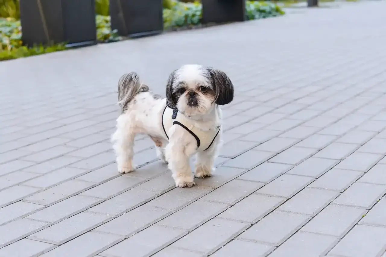 Uroczy shih tzu w czarnej obroży, z puszystą sierścią i charakterystycznym pyszczkiem. Jego waga jest idealna do spacerów.