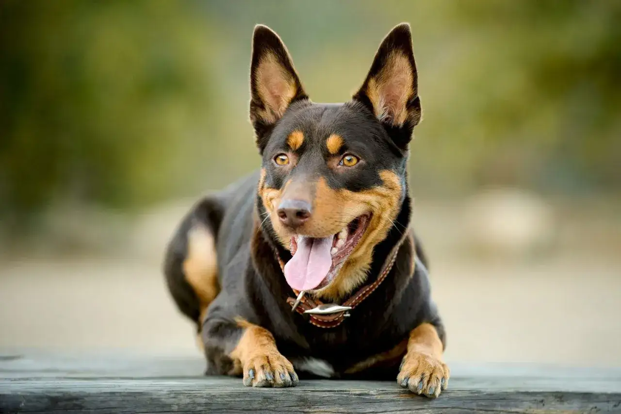Szczęśliwy australijski pies rasy kelpie leży na drewnianej ławce, z językiem na wierzchu, gotowy do zabawy.