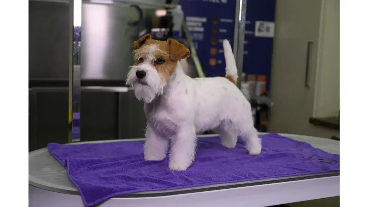Uroczy jack russell terrier gładkowłosy, biało-brązowy, prezentuje się dumnie na fioletowym ręczniku.