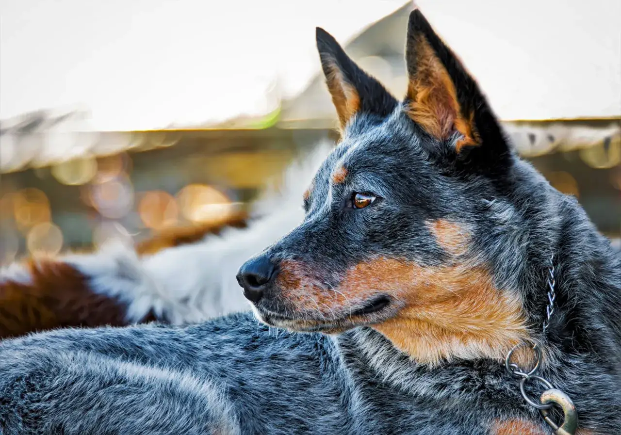 Portret niebieskiego psa rasy Australian Cattle Dog. Jego sierść jest szaro-niebieska z rudymi znaczeniami.