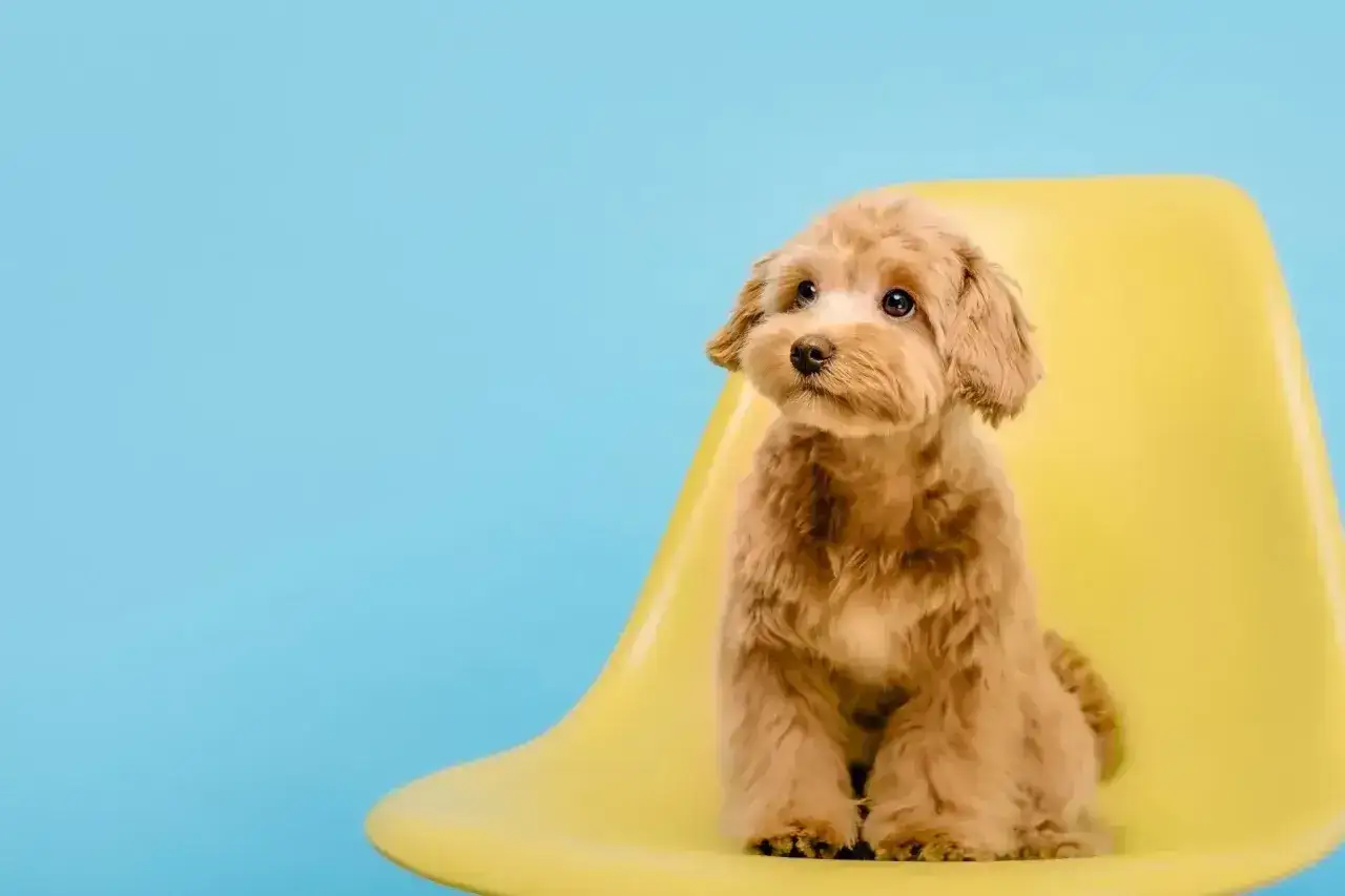Uroczy maltipoo z puszystymi, falowanymi włosami siedzi na żółtym krześle.