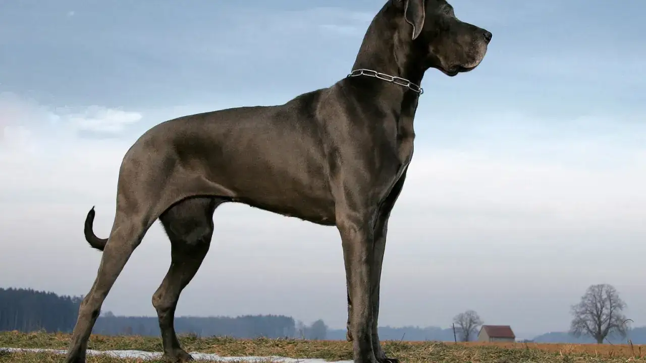 Olbrzymi dog niemiecki, największy pies na świecie, stoi na polu.