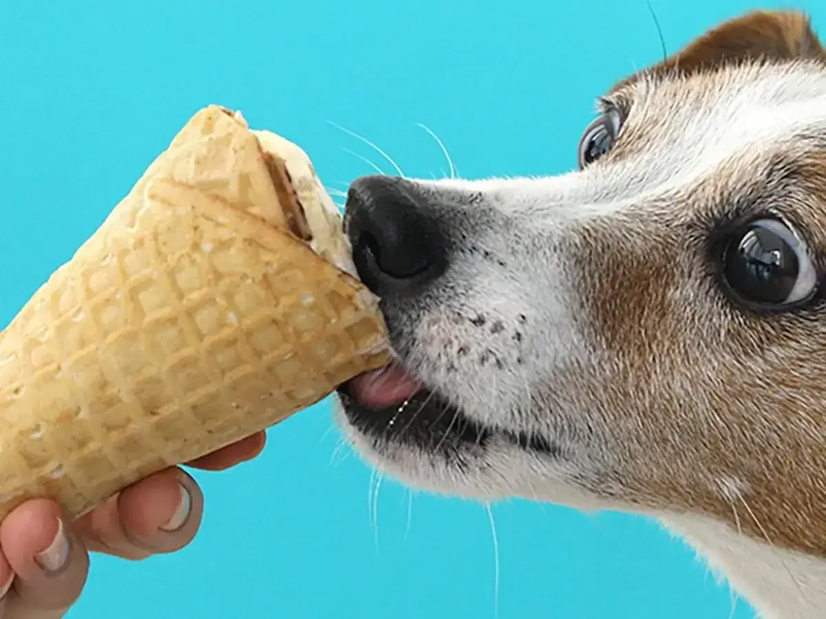 Czy pies może jeść lody? Ten piesek z pewnością chciałby spróbować! Jego oczy są szeroko otwarte, a język już sięga po deser.