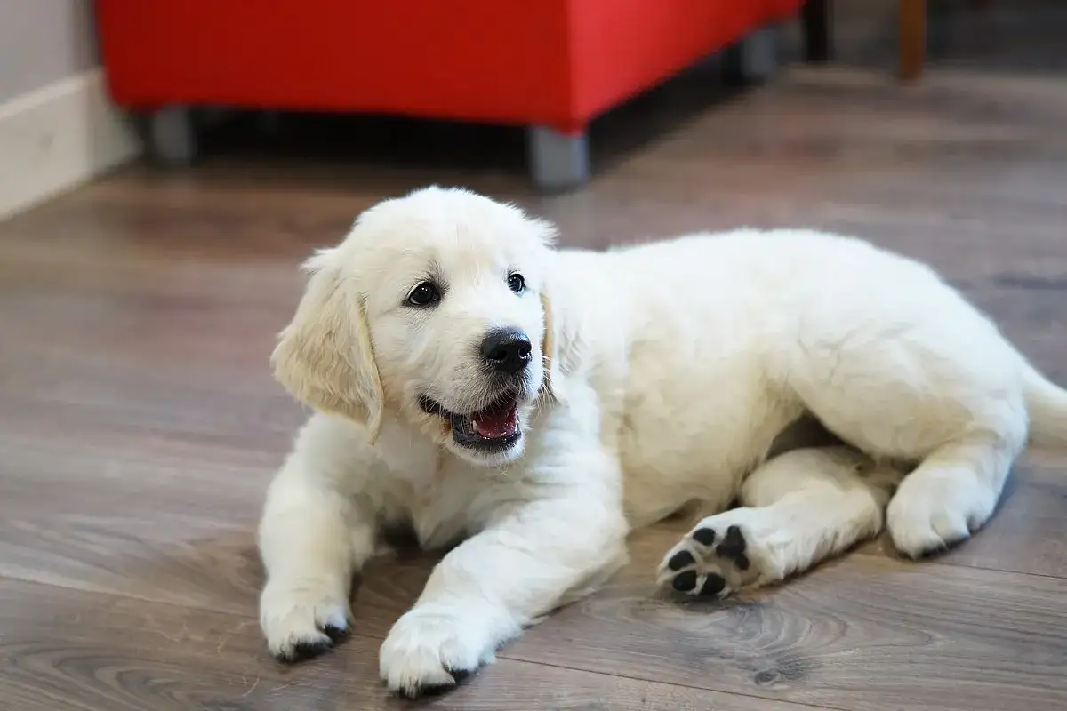 Uroczy szczeniak golden retriever, którego cena jest adekwatna do jego słodyczy, leży na drewnianej podłodze.