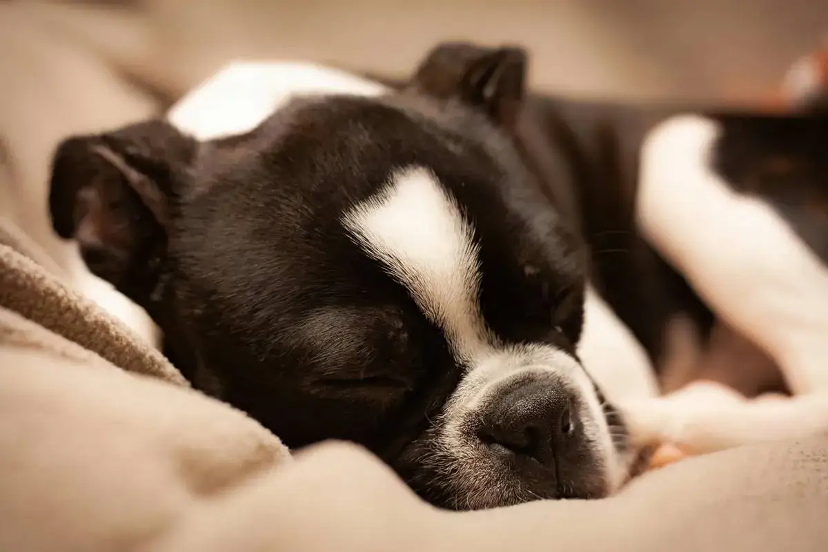 Boston terrier śpi głęboko, pokazując, ile śpią psy.