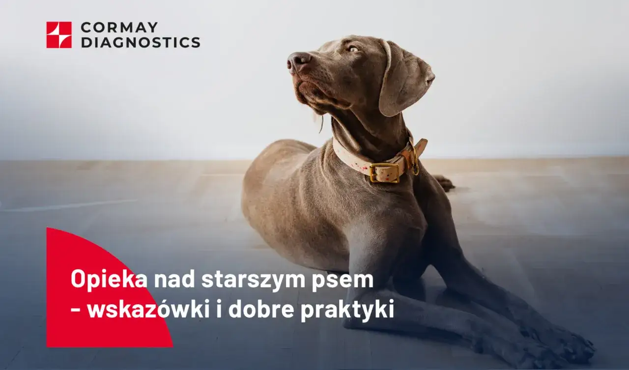 Starszy pies leży na podłodze, jego spojrzenie skierowane w górę. Tekst informuje o opiece nad starszym psem, jak umiera pies ze starości.