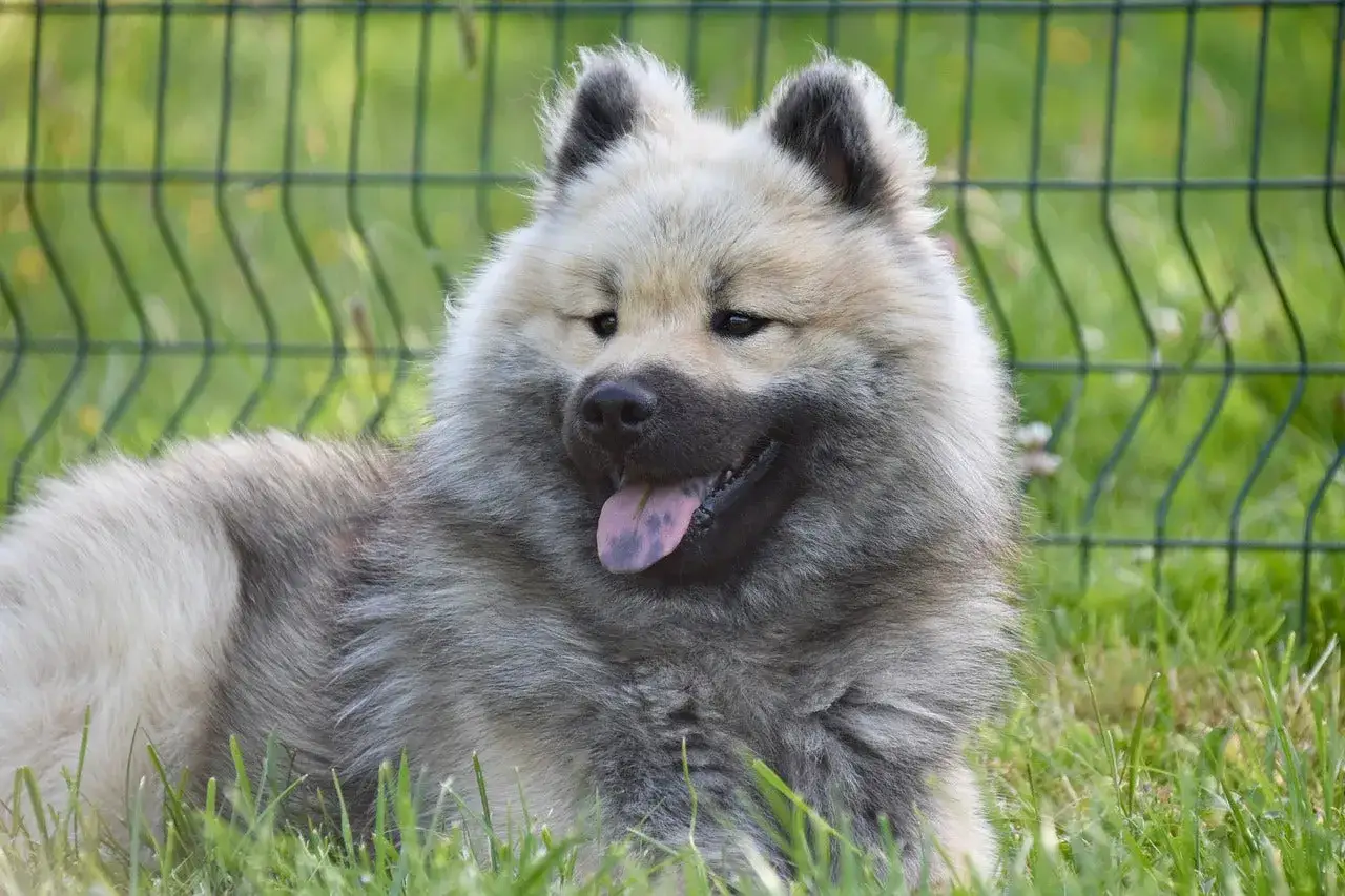 Puszysty pies rasy keeshond leży na trawie, dysząc z językiem na zewnątrz.