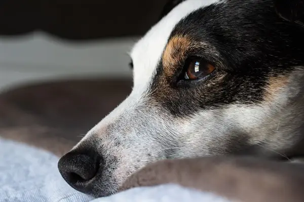 Smutny jack russell długowłosy leży, patrząc w dal.