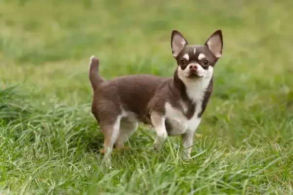 Mały, brązowo-biały piesek rasy chihuahua stoi na zielonej trawie, gotowy do zabawy.