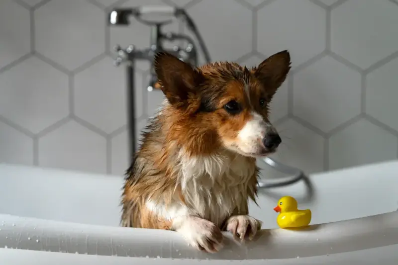 Mokry corgi w wannie z gumową kaczką. Jak wykąpać psa? To proste, gdy masz pomocnika!