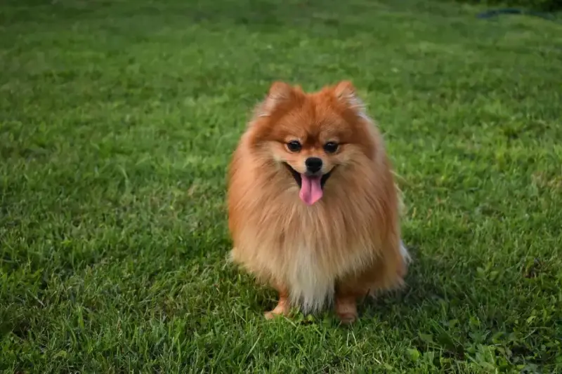 Uroczy szpic pomeranian z gęstą, rudą sierścią siedzi na trawie, merdając językiem. Czy szpic ma włosy czy sierść? Zdecydowanie sierść!