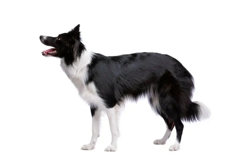 Czarny pies rasy border collie z białą sierścią, stojący na białym tle. Jego gęsta sierść jest jego ozdobą.